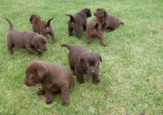 Schokobraun LABRADOR