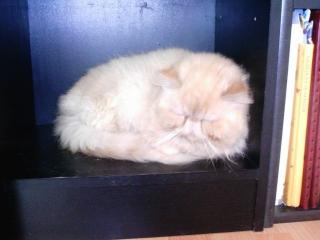 Perserkatzen abzugeben