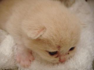 BKH Kitten abzugeben