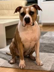 Deutsch Bulldogge- Boxer Mischling