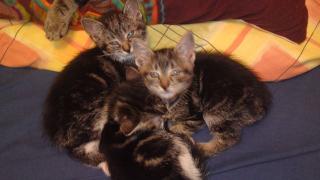 Katzenbabys in liebevolle Hände abzugeben
