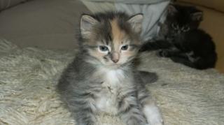 Norwegische Waldkatzen Kitten