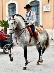 Deckhengst Reiner spanischer Rasse