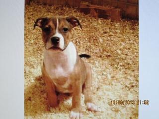 Staffordshire Bullterrier Welpen