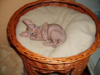 Don - Sphynx