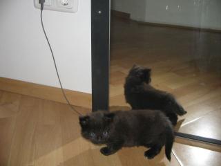 Drei wunderschöne 11 wochen alte reinrassige main coon kitten suchen ab sofort