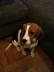 Süsse Beagle Hündin, 1 Jahr