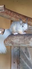 Suche ein Eichhörnchen Bock/Weibchen in creme oder rot mit weiß im Fell, würde auch 1, 0 Tausch