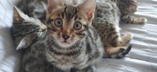 Bengalkitten zu verkaufen