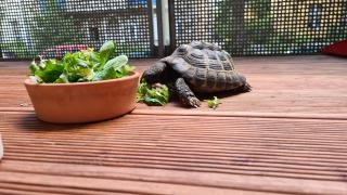 Griechische Landschildkröte abzugeben
