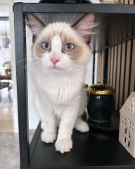 Ragdoll Kater