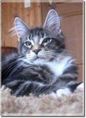 Maine Coon Youngsters in XXL 4 Monate alt