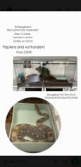 Boa Schlange mit Terrarium