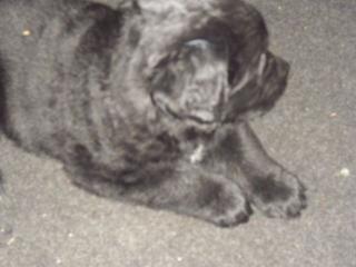 Neufundländer-Schäferhund Welpen