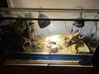 Terrarium Komplett