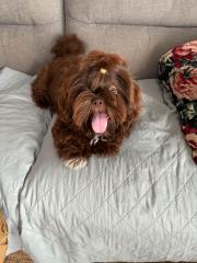 Shih-tzu Rüde