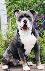 Old english Bulldog Deckrüde Oeb