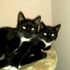 Zwei kleine Katzen im alter von einem Jahr und zwei Monaten zuverschenken