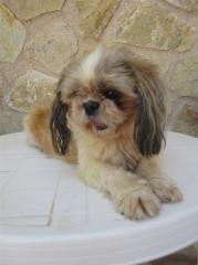 Julie verschmuste Shih Tzu Hundedame . das Schicksal hat zugeschlagen