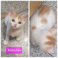 EKH Kitten abzugeben