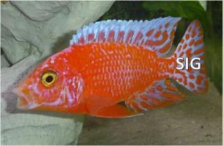 Top Aulonocara Red Orchidee und Sciaenochromis Fryeri Ahli Iceberg