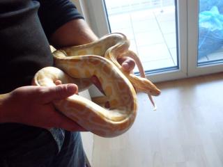 1. 1 Tigerpython het Granit