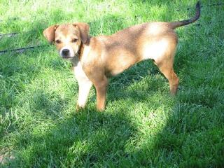Pinscher Chihuahua Welpe