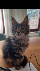 Maine Coon Kitten - noch 2 Kater und Katze