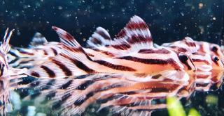 L46 Zebrawels Wels Hypancistrus ähnlich L333 L236 Diskus Salmler