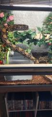 Boa zu verkaufen/ggf mit Terrarium