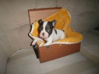 Von unseren 6 Französischen Bulldoggen suchen noch 4 ein zuhause wir kommen aus