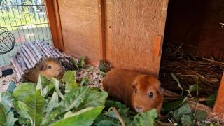 Suche Meerschwein Kastrat