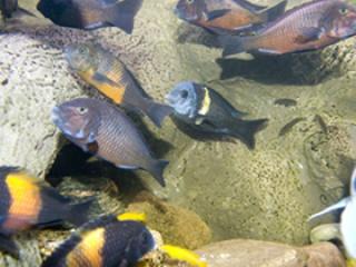 22 Tropheus zu verkaufen, 8 Chimba, 5 Bemba, 9 Duboisi Maswa