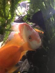 Papageienbuntbarsch Fisch Verkauf/Tausch