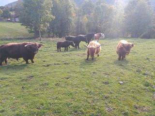 Highlandrind w, knapp 2j