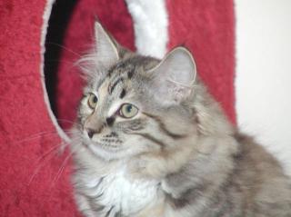 Ira vom Ohlenberg Sibirische Katze