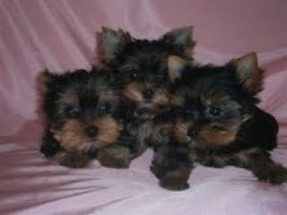 Extra mini und mini Yorkshire Terrier Welpen