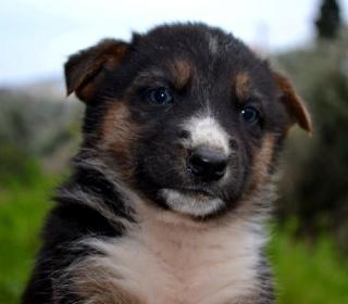 Nadine Ein knuddeliges Schäferhundbaby sucht Familienanschluss