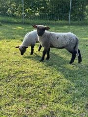Shropshire Lammböcke