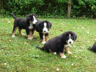 Berner Sennenhund Welpen vom Bergmannsdorf Müsen