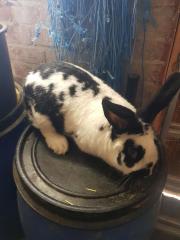 Hasen Kaninchen