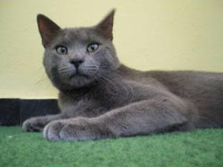 Russisch blau Katerchen