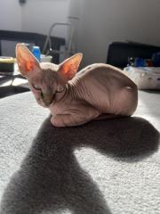 Canadian Sphynx Katze
