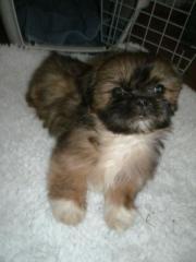 Shih Tzu Hündin reinr. Welpe