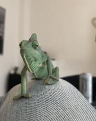 Jemen Chamäleon weiblich