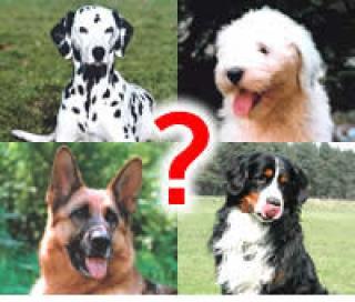 Hundeschule in Niedersachsen gesucht