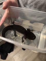 Vier Axolotl Aquarium Unterschrank