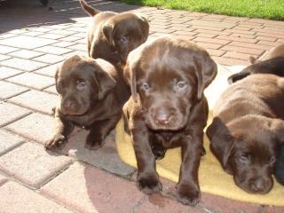 LABRADORWELPEN - BRAUN UND SCHWARZ - ZU VERKAUFEN