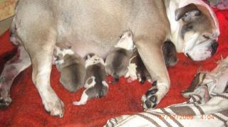 Englische Bulldoggenwelpen