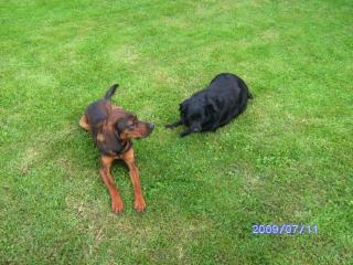 Bayrischergebirgsschweißhund/Ungarische Bracke ca. 13 Monate